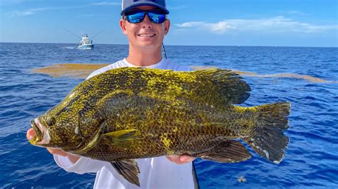 Florida Bikini Tripletail Fishing! Yum Yum 